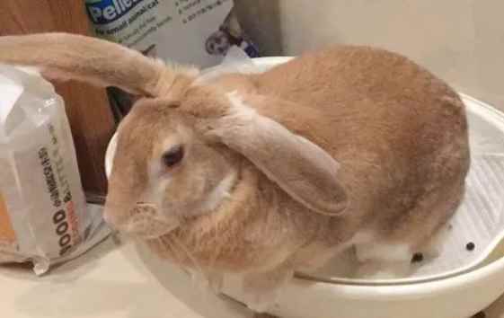 给兔子打扫厕所,这样兔子才会学会上厕所