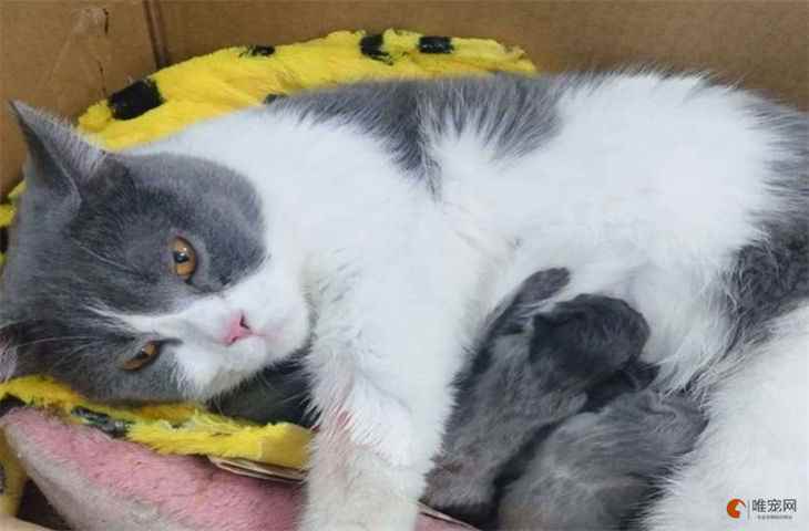 母猫生产后两个月可以绝育(母猫生产后多久可以绝育 有影响吗)