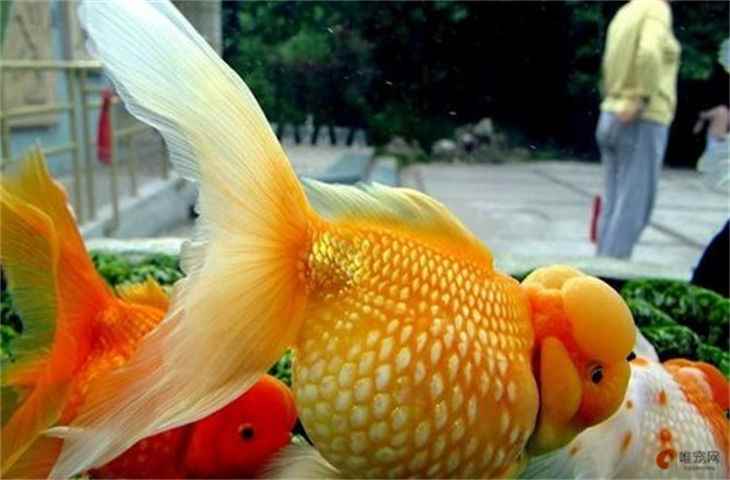 鱼怎么样分雌雄 如何分辨公母