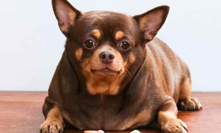 狗狗吃什么容易胰腺炎发作(狗狗容易患上胰腺炎的食物)