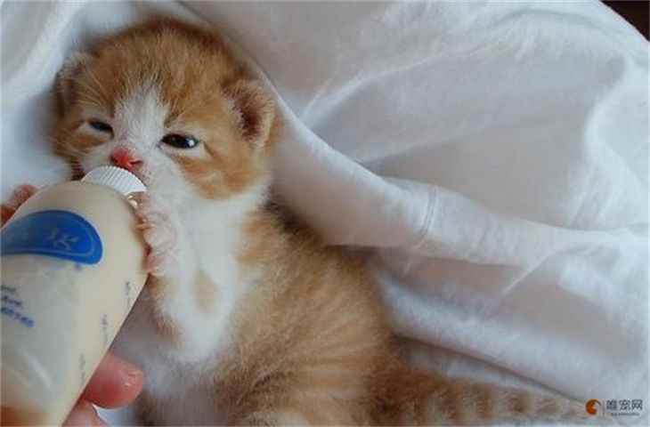 小猫能喝幼儿奶粉吗 不喝羊奶粉怎么办