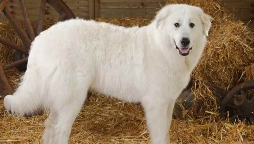 大白熊幼犬饲养方法(大白熊幼犬出生后一个半月可以断奶吗?)