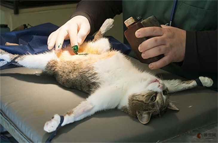 母猫绝育手术的步骤 注意事项有哪些