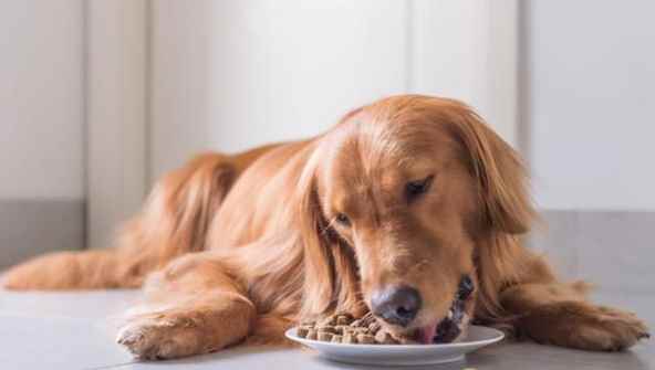 半岁金毛每天吃多少狗粮正常