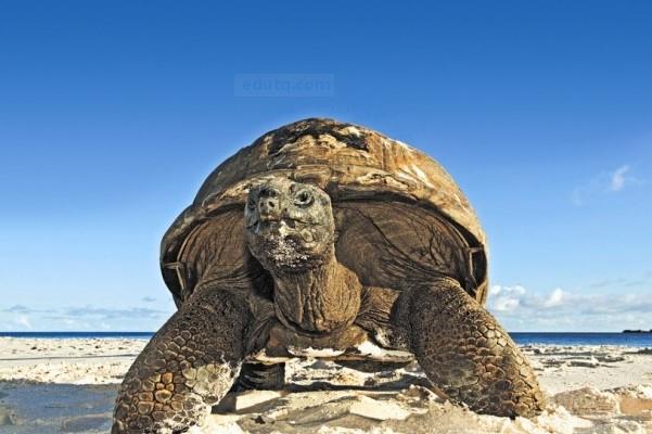 亚达伯拉陆龟